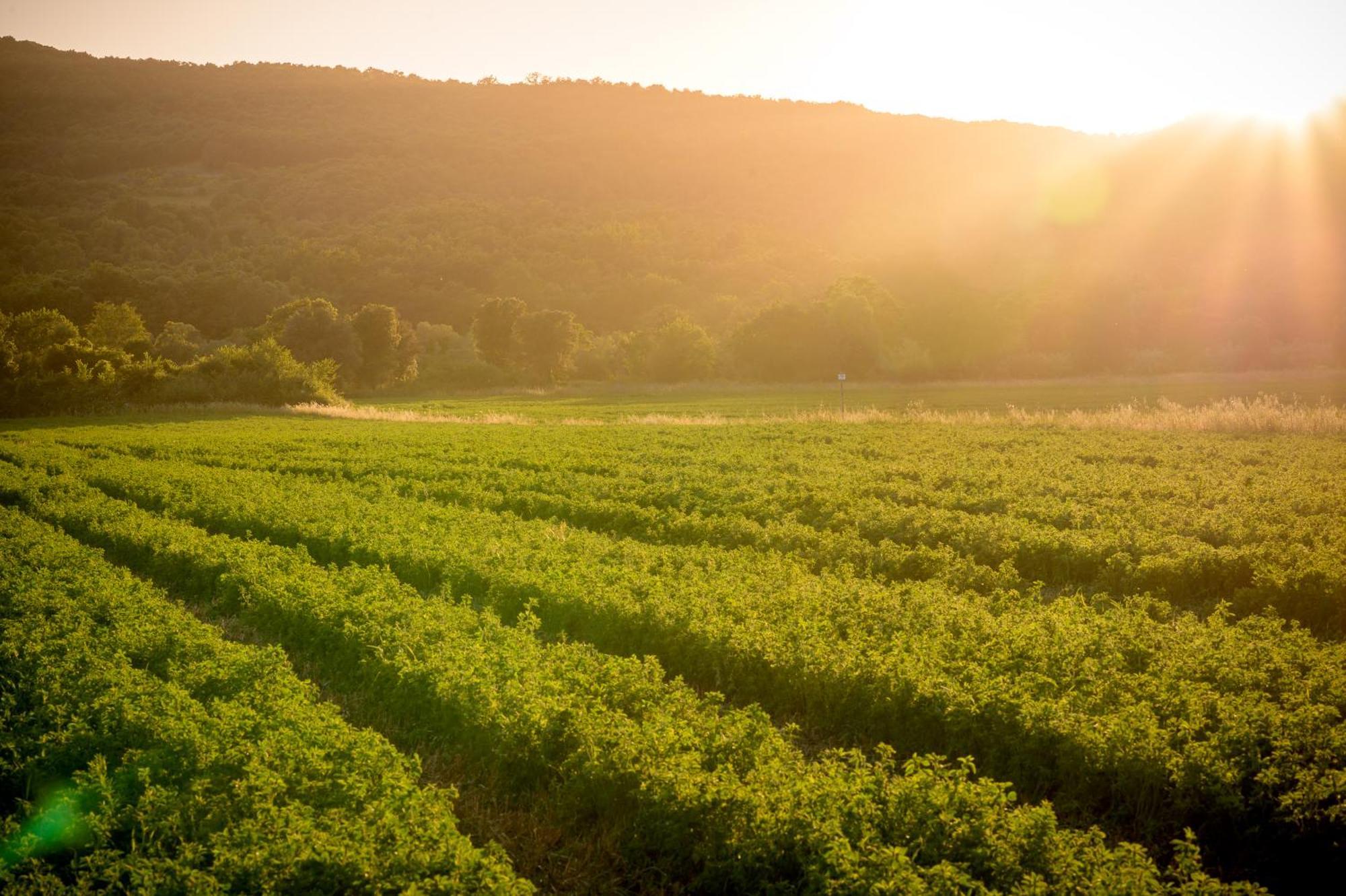 Tenuta Il Cicalino ماسا ماريتيما المظهر الخارجي الصورة