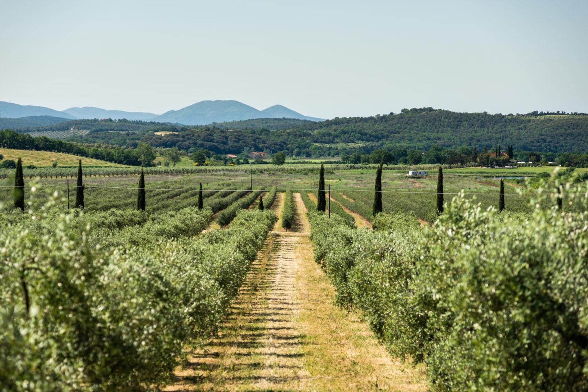 Tenuta Il Cicalino ماسا ماريتيما المظهر الخارجي الصورة